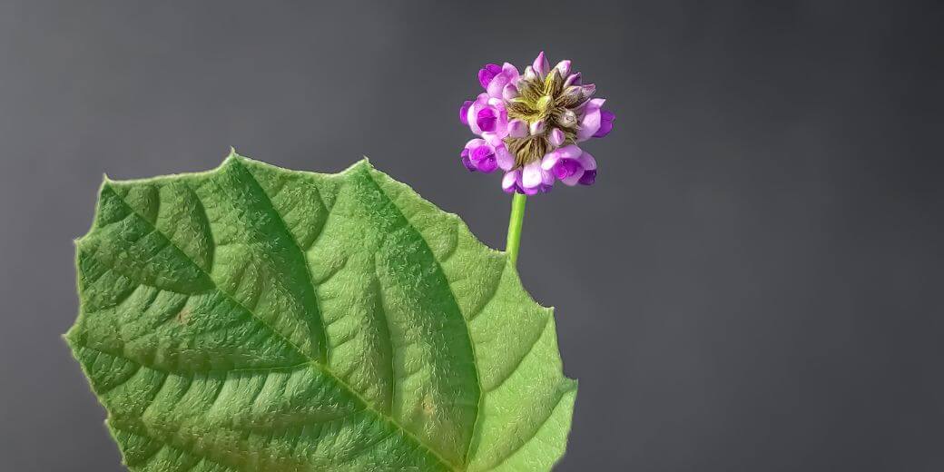 リッチモイストクリームPT リニューアルバクチオール配合 イメージ