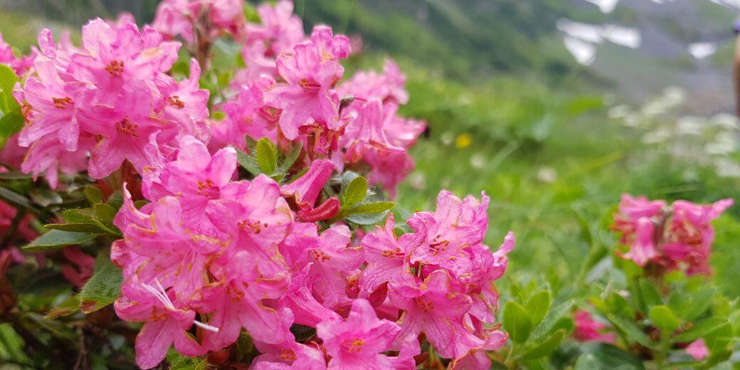 リッチモイストクリームPT 植物由来成分 イメージ