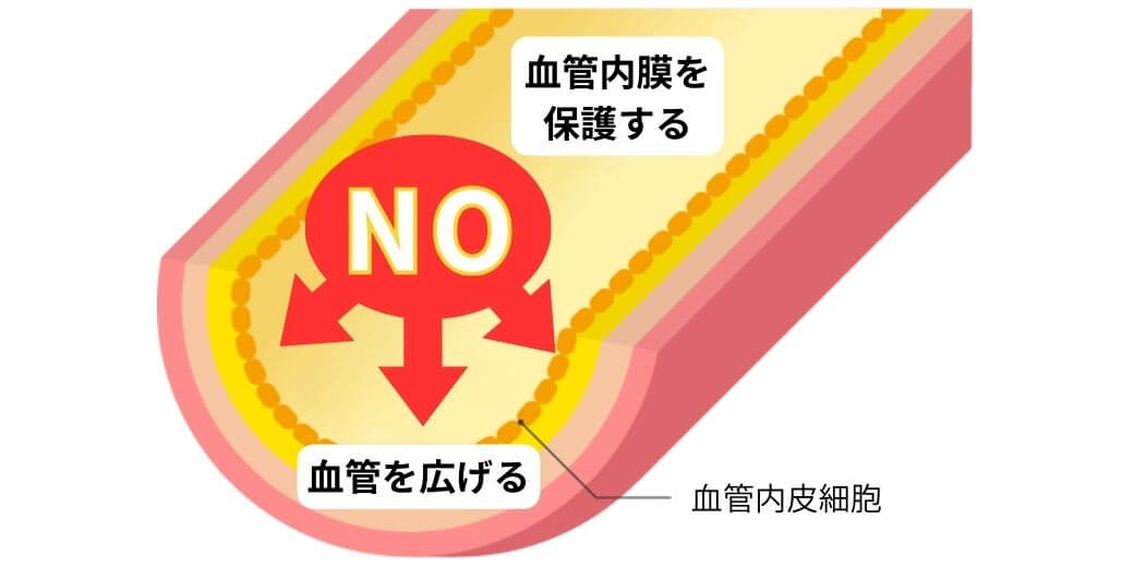 NO(一酸化窒素)が血管を拡張する仕組み