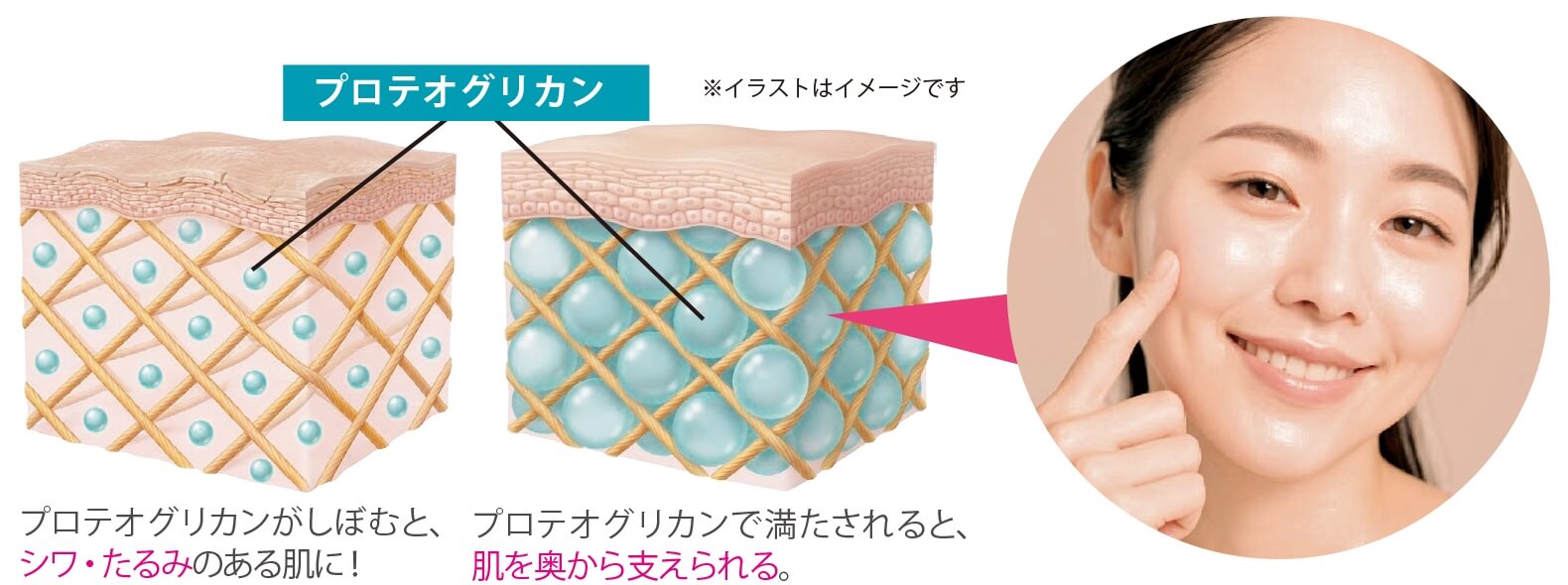 プロテオグリカンによる肌のうるおいイメージ