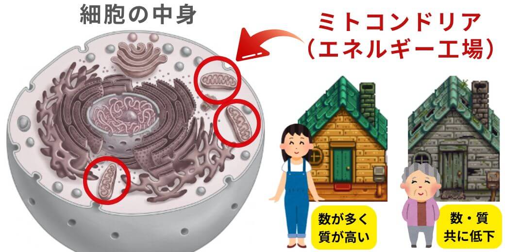ミトコンドリアの働きとエネルギー生成